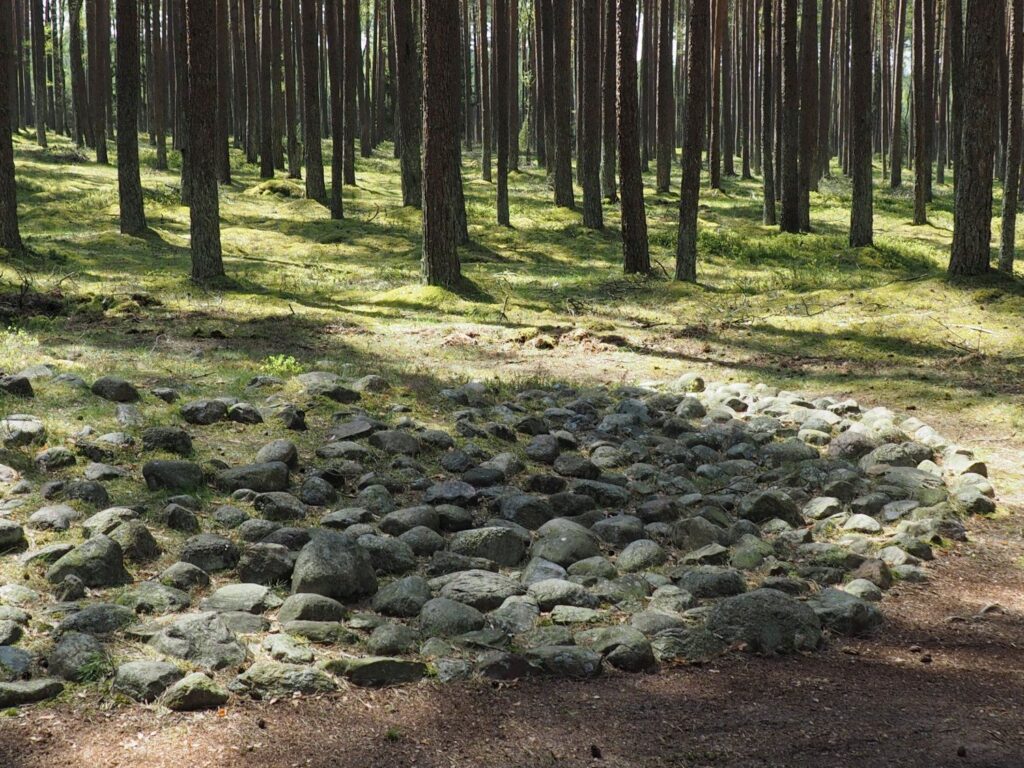 Rozległy kamienny układ na leśnej polanie; liczne otoczaki tworzą nieregularną powierzchnię otoczoną sosnami i leśną roślinnością (kliknięcie powiększy zdjęcie).